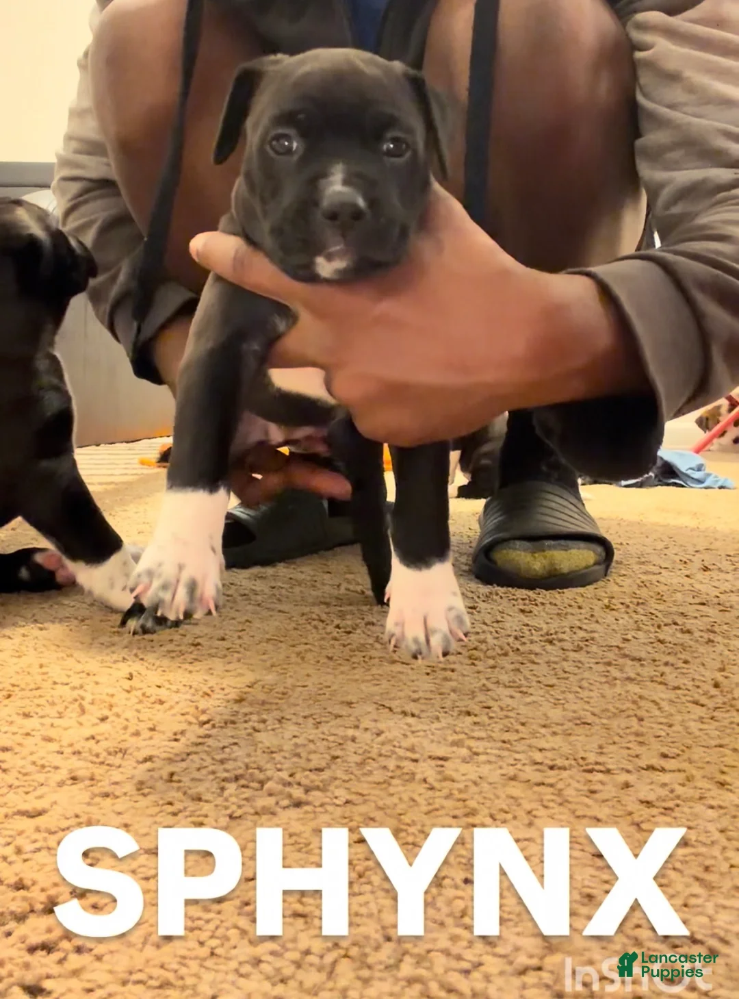 Mixed Breed dogs for sale: Mixed Breed Puppy 8 - Ad 1