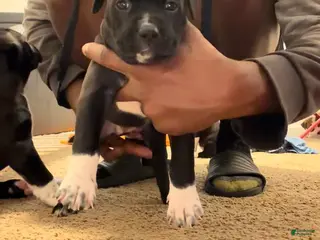 Mixed Breed dogs Mixed Breed Puppy 8 - Ad 3