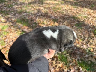 Siberian Husky dogs Florida Man - Ad 7