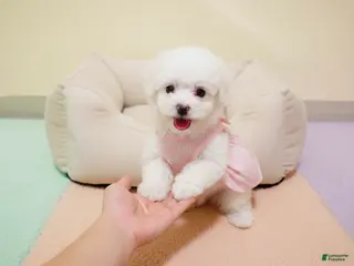 Maltipoo dogs BABY - Ad 9