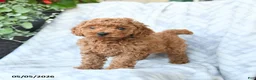 Cavapoo dogs for sale: Cookie - Ad 3