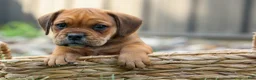Beabull dogs for sale: Arthur - Ad 13