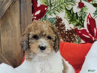 Cockapoo dogs Mona - Ad 5