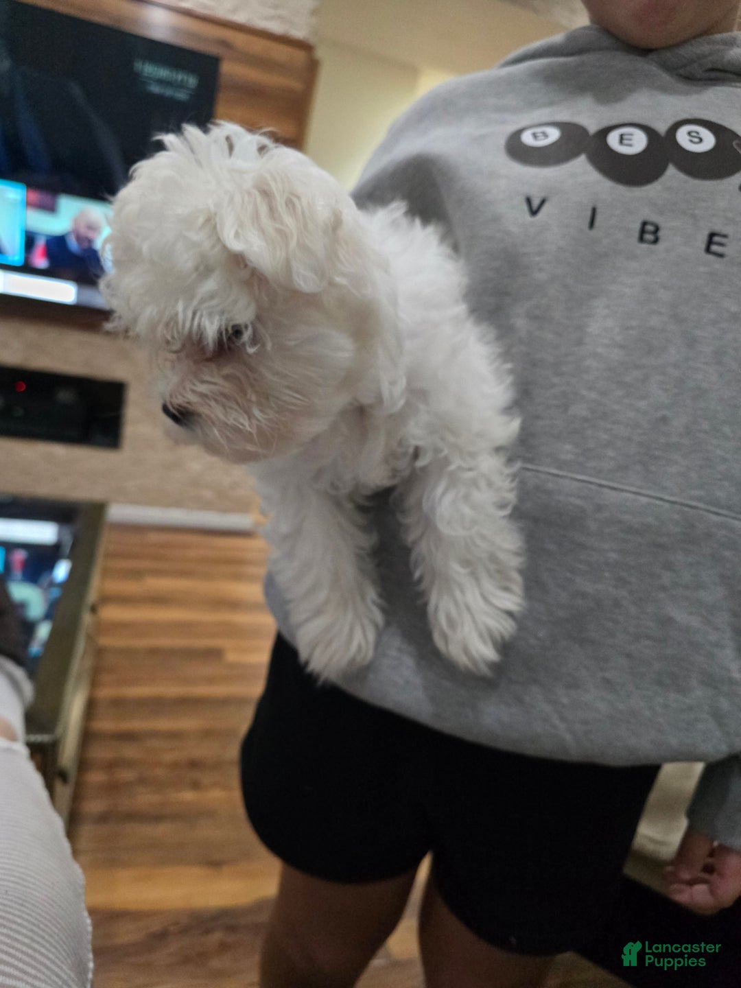 Maltese dogs for sale: Maltese Puppy 1 - Ad 6