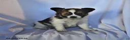 Papillon dogs for sale: Monarch - Ad 4