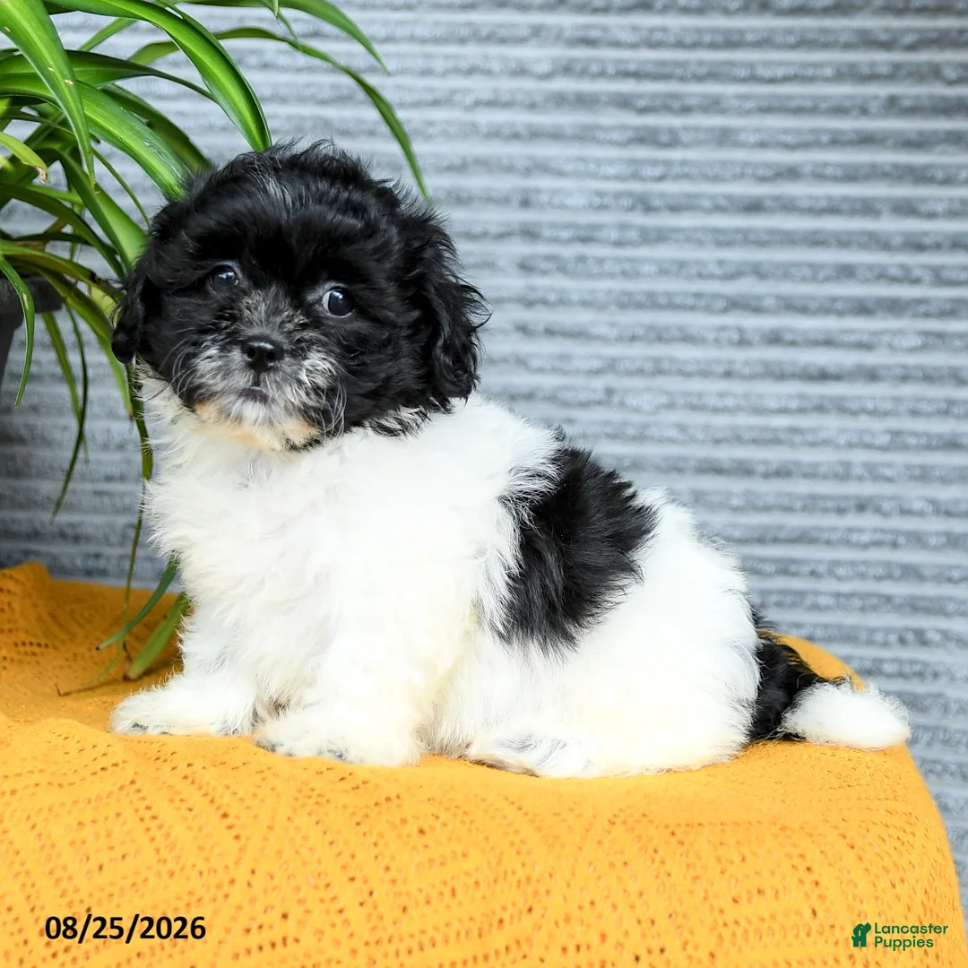 Teddy Bear dogs for sale: Hazel - Ad 1