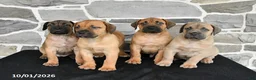 Mixed Breed dogs for sale: Skylar - Ad 5
