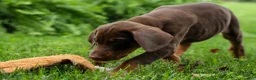Doberman Pinscher dogs for sale: Gunner🦴 - Ad 9