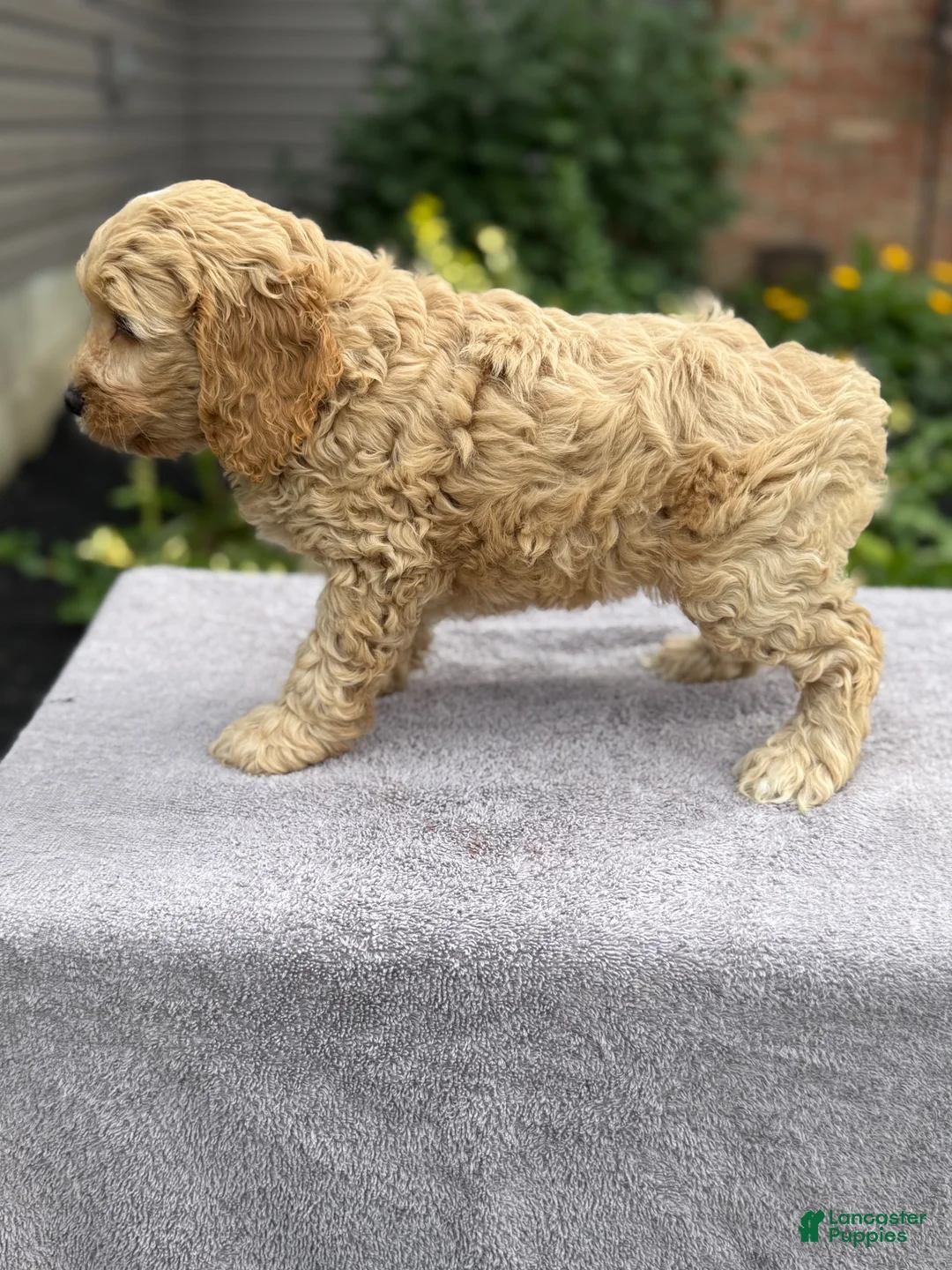 Cockapoo dogs for sale: Pam - Ad 2