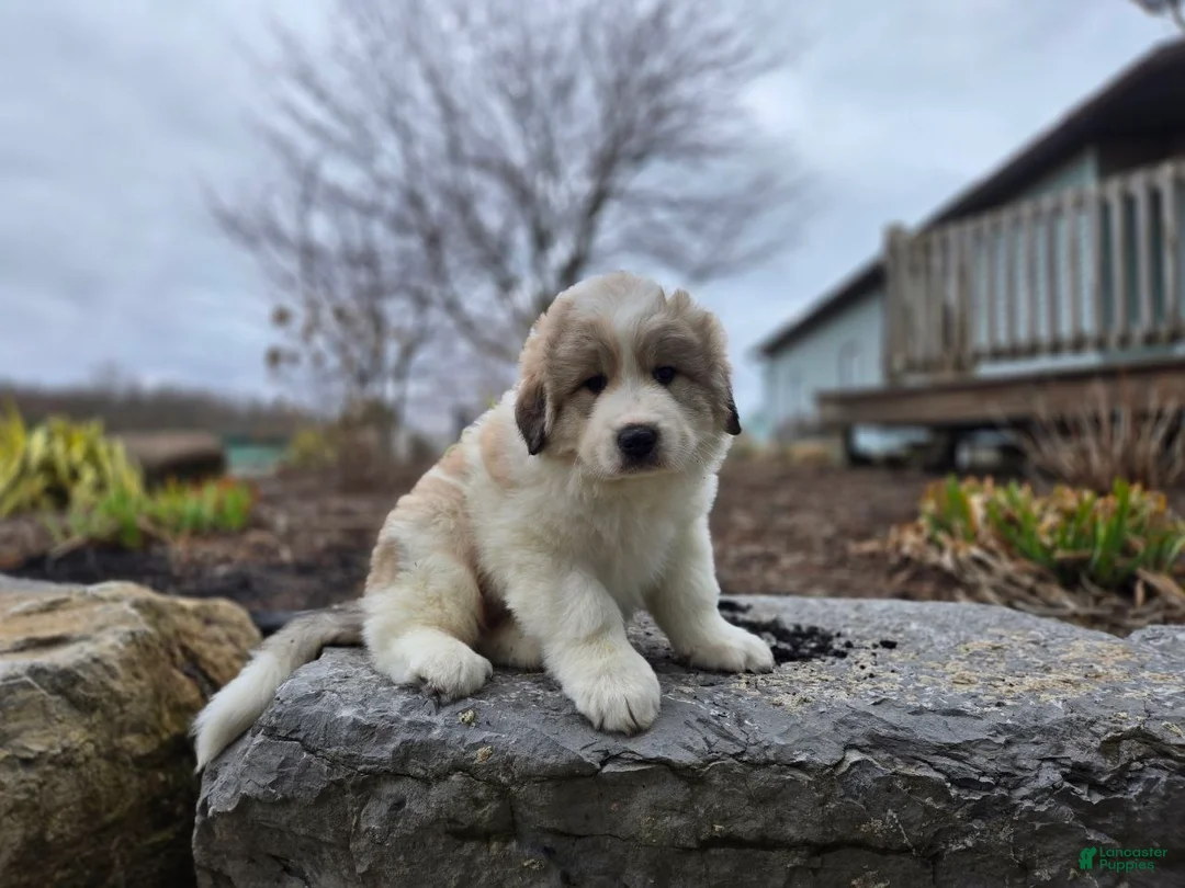 Great Pyrenees dogs for sale: Hunter - Ad 1