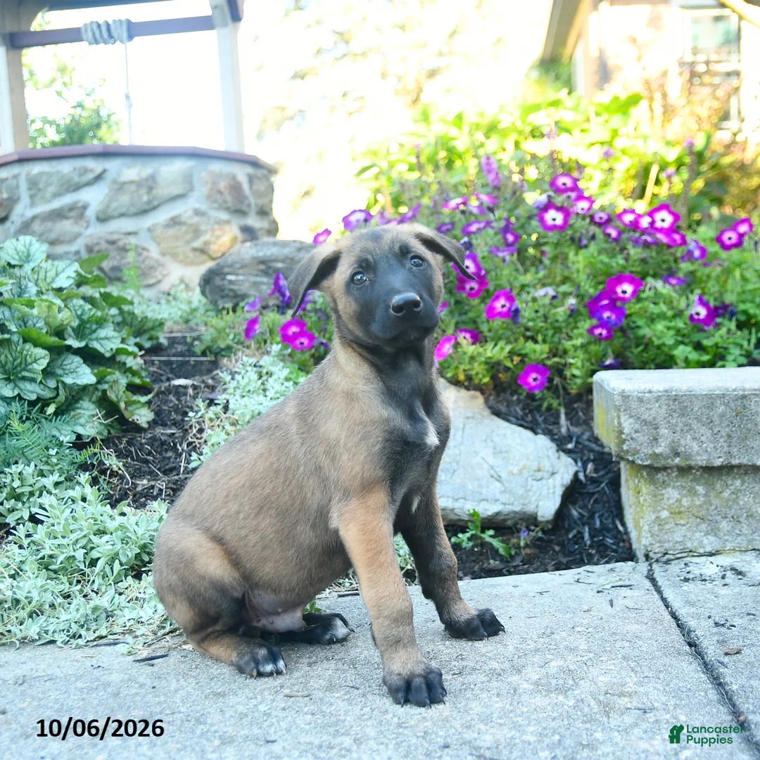 Belgian Malinois dogs for sale: August - Ad 3