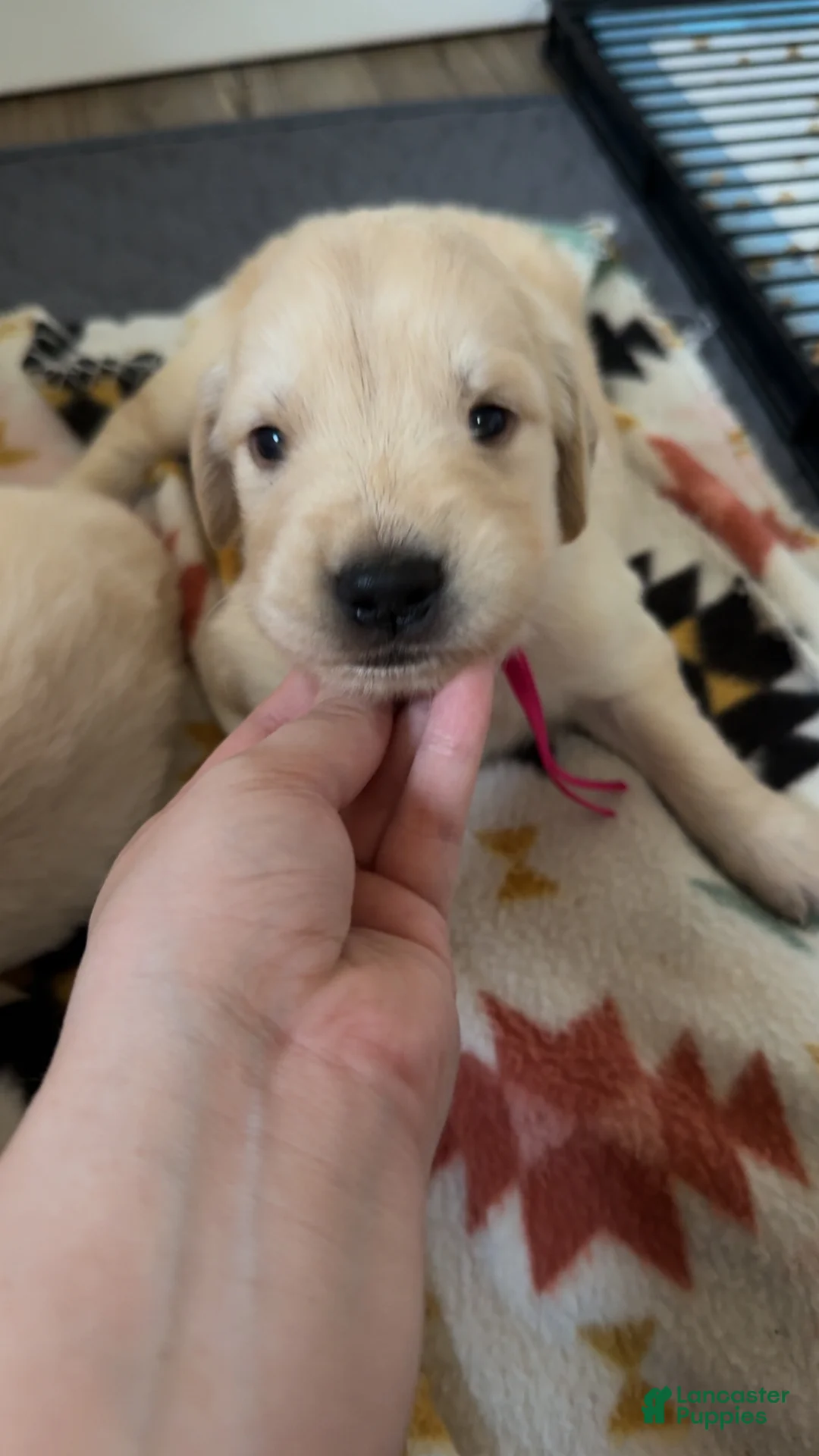 Golden Retriever dogs for sale: Lily (Hot pink Collar) - Ad 1