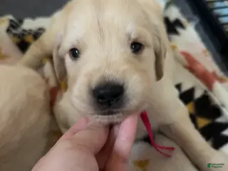 Golden Retriever dogs Lily (Hot pink Collar) - Ad 13