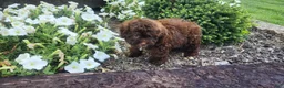 Shihpoo dogs for sale: Leo - Ad 2