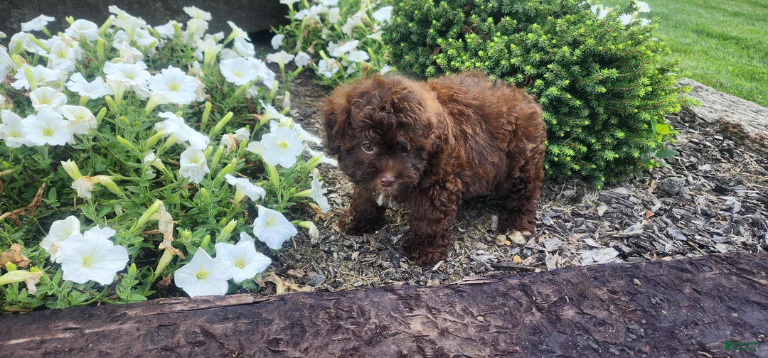 Shihpoo dogs for sale: Leo - Ad 2