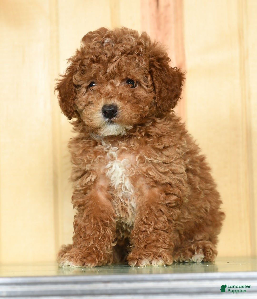 Toy Poodle dogs for sale: Buddy - Ad 1