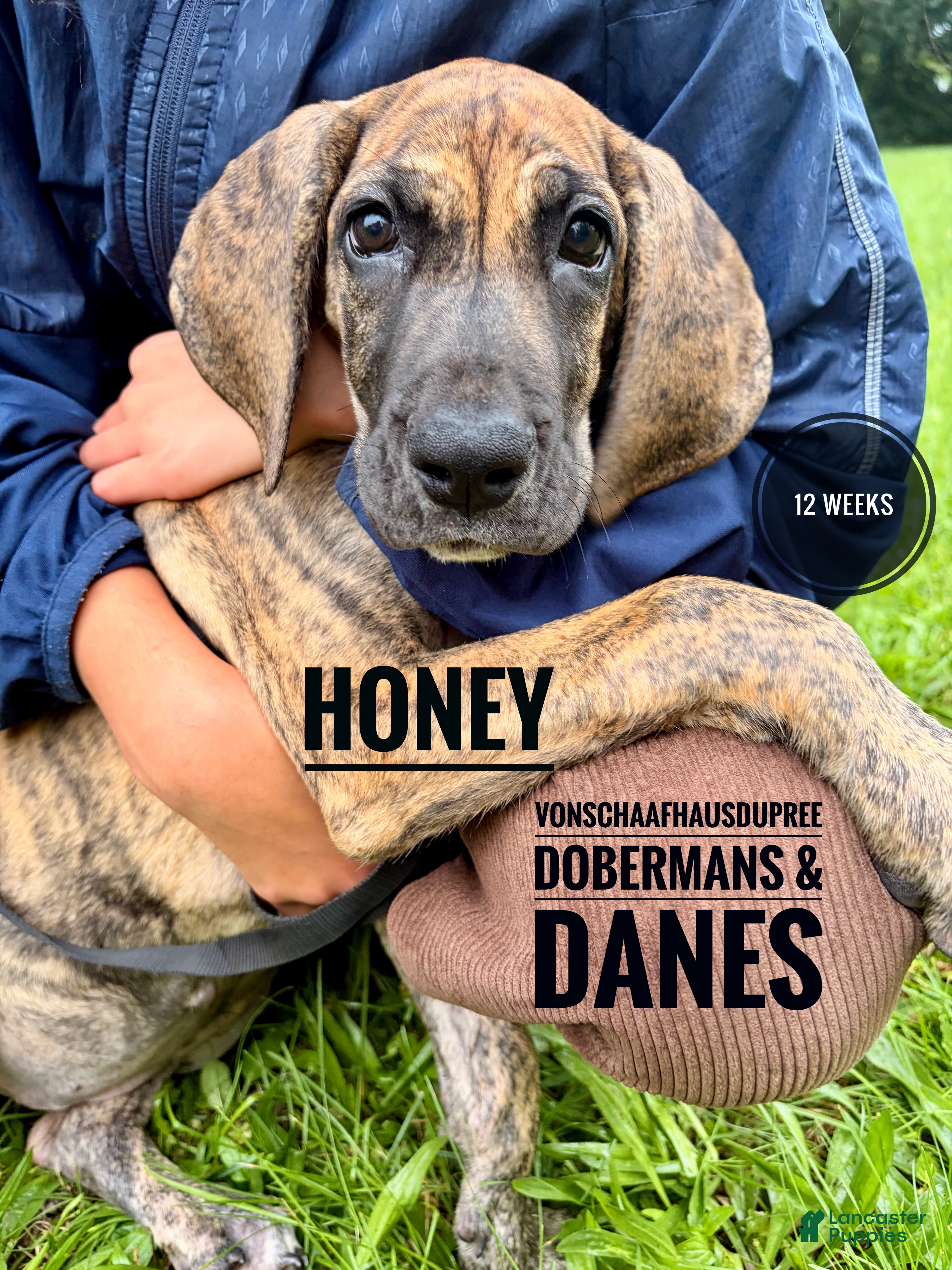 Great Dane dogs Honey - Ad 1