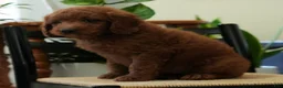 Mini Goldendoodle dogs for sale: Jackson - Ad 7