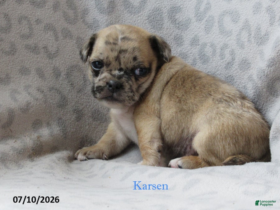 Jug dogs Karsen - Ad 2