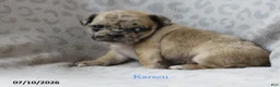 Jug dogs for sale: Karsen - Ad 2