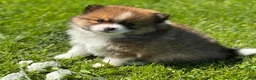 Pomeranian dogs for sale: Moppet - Ad 8