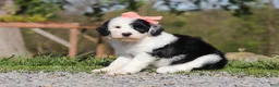 Sheepadoodle dogs for sale: Allie - Ad 4