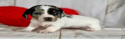 Miniature Dachshund dogs for sale: AKC SH Flossie DNA clear OFA - Ad 11
