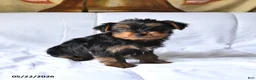 Yorkshire Terrier dogs for sale: Max - Ad 3