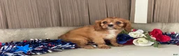 Cavalier King Charles Spaniel dogs for sale: Hunter Cavalier King Charles Spaniel  - Ad 6