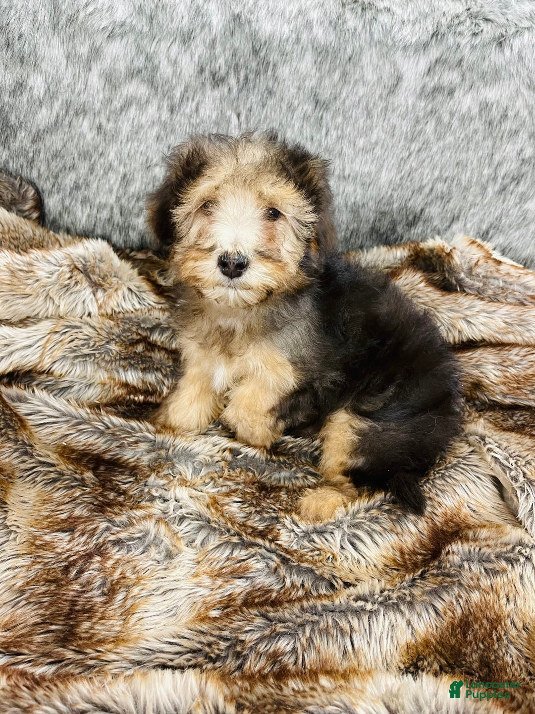 Mini Bernedoodle dogs for sale: “Chevy” Sable male - Ad 4