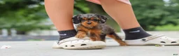 Cavapoo dogs for sale: Indy - Ad 18