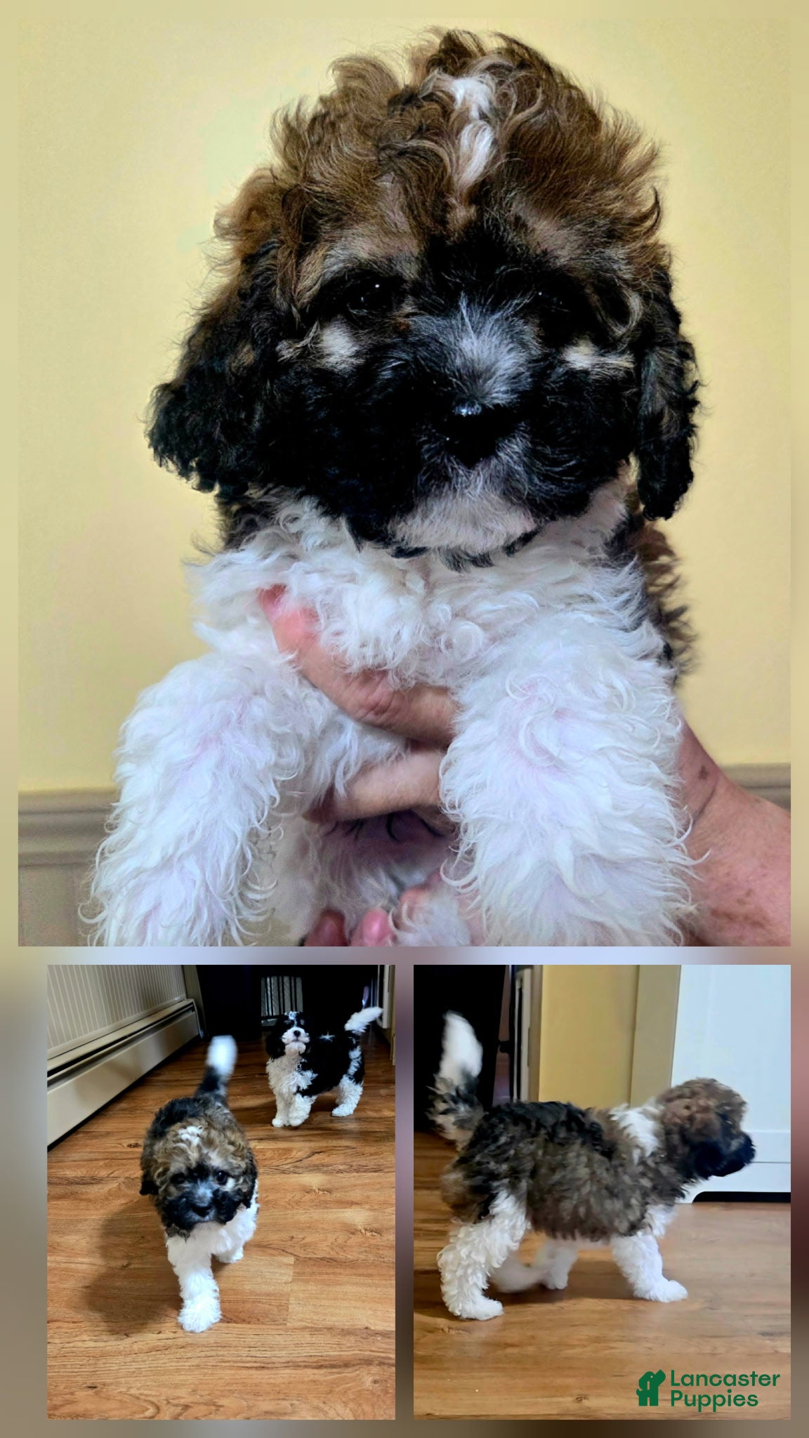 Mixed Breed dogs for sale: Mixed Breed 4 - Ad 16