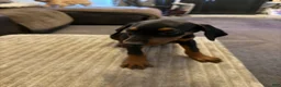 Doberman Pinscher dogs for sale: Doberman Pinscher 2 - Ad 6