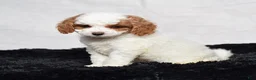 Cavapoo dogs for sale: Waldo - Ad 3