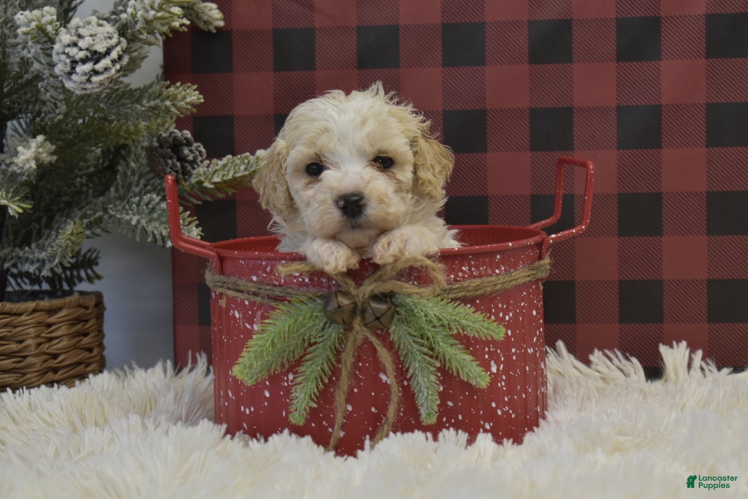 Miniature Poodle dogs for sale: Mikk - Ad 4