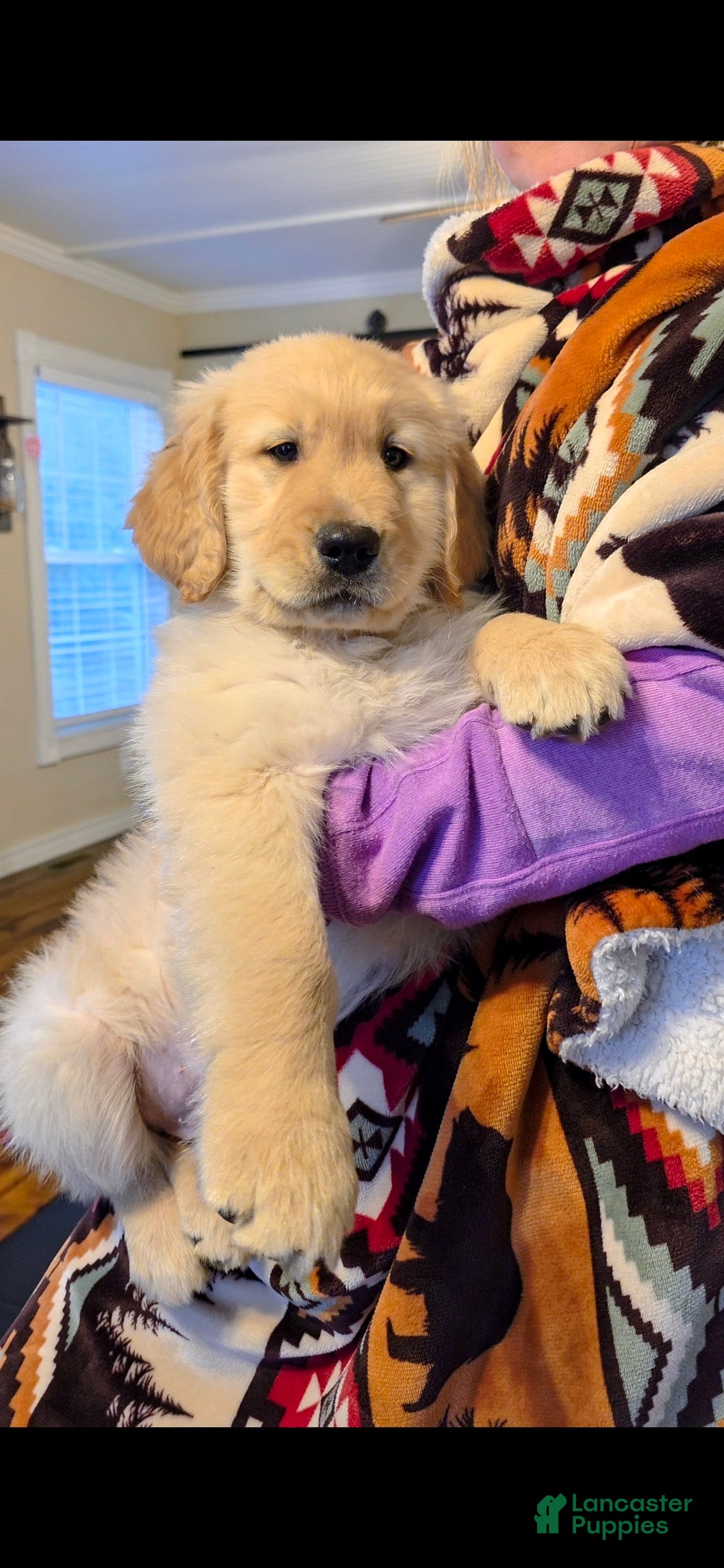 Golden Retriever dogs Biscuit  - Ad 1