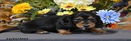 Miniature Dachshund dogs for sale: Abel - Ad 3