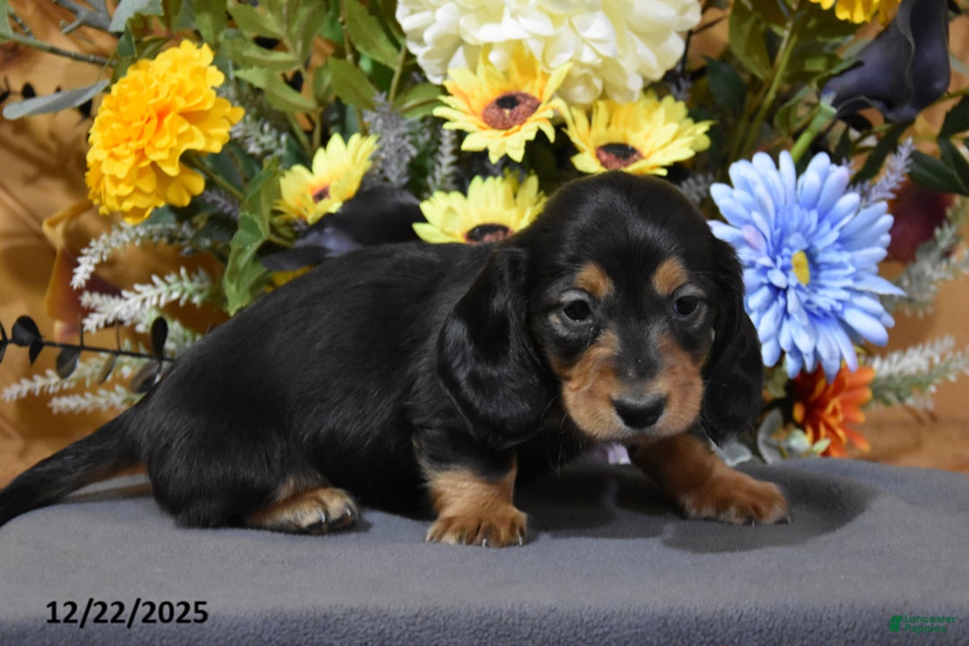 Miniature Dachshund dogs for sale: Abel - Ad 3