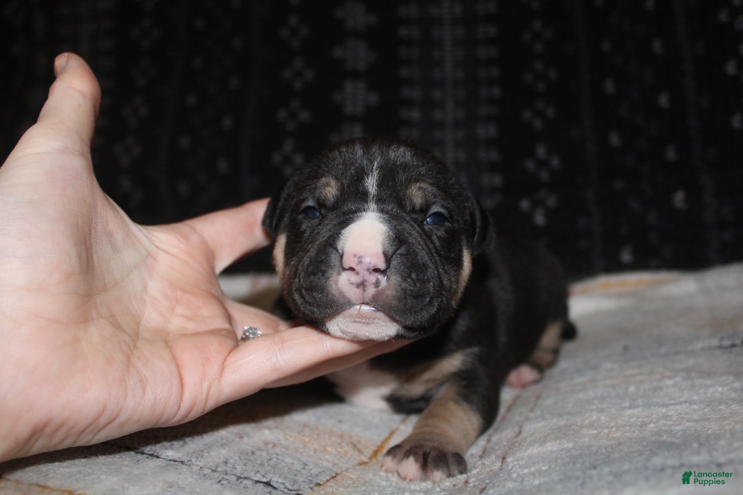 American Bully dogs for sale: Moose  - Ad 8