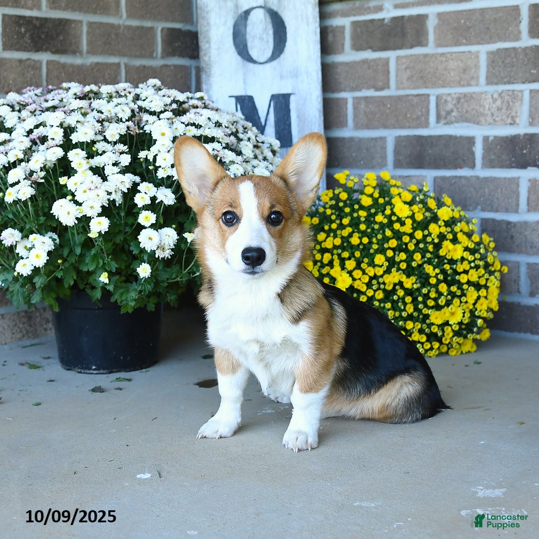Welsh Corgi Pembroke dogs for sale: Kathy - Ad 1
