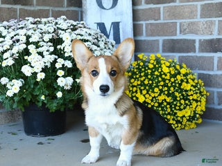 Welsh Corgi Pembroke dogs Kathy - Ad 15