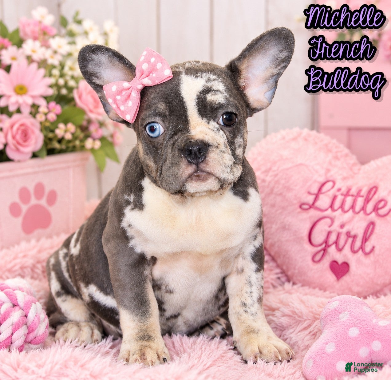 French Bulldog dogs Michelle Female AKC French Bulldog - Ad 1