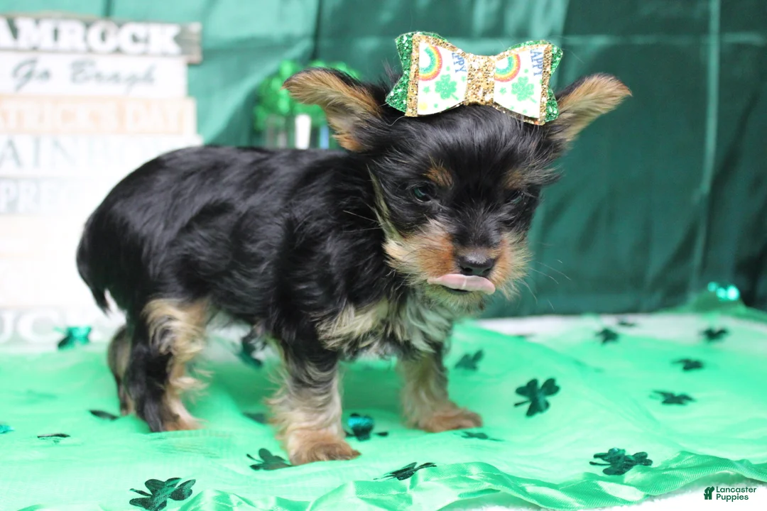 Yorkshire Terrier dogs for sale: Juliana - Ad 4
