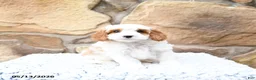 Cavapoo dogs for sale: Marshmallow - Ad 9