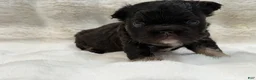 French Bulldog dogs for sale: French Bulldog 1 - Ad 3
