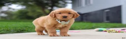 Golden Retriever dogs for sale: Ezekiel 🐶 - Ad 4