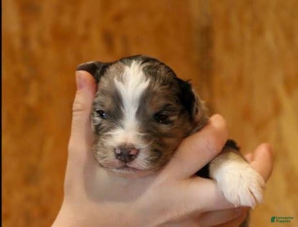 Miniature Australian Shepherd dogs Gage - Ad 1