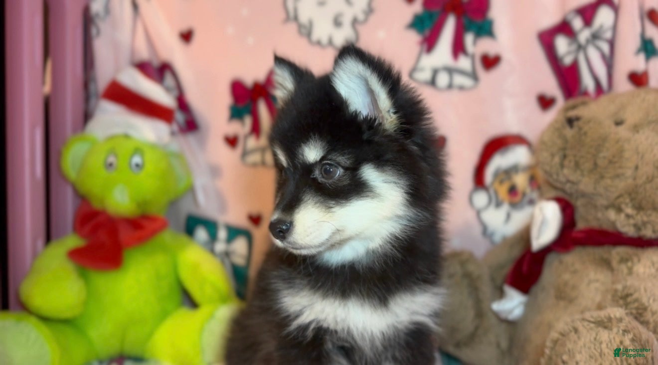 Pomsky dogs for sale: Toy Pomsky Koda - Ad 19
