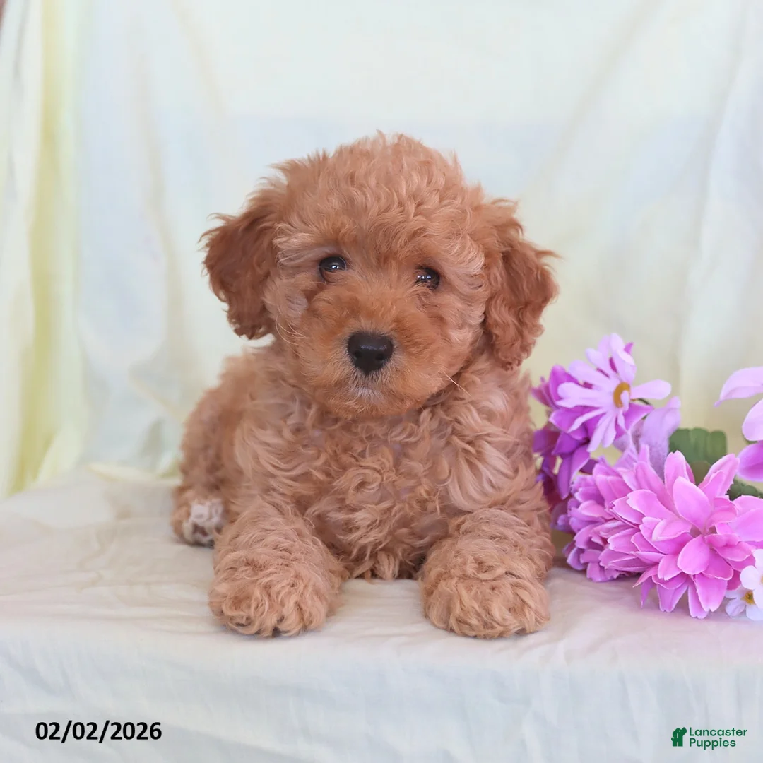 Toy Poodle dogs for sale: Allie - Ad 1