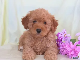 Toy Poodle dogs Allie - Ad 11